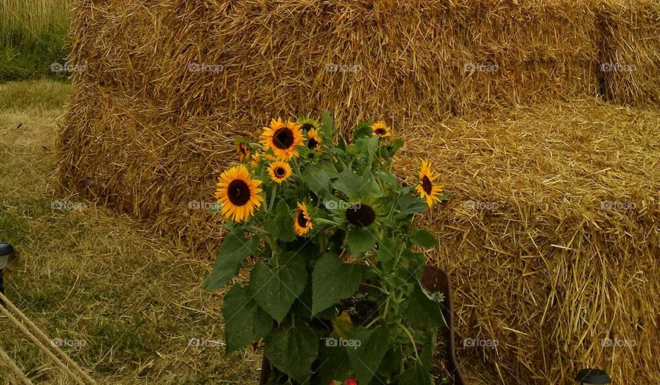 sunflowers, farm, hay, colour, nature, flowers