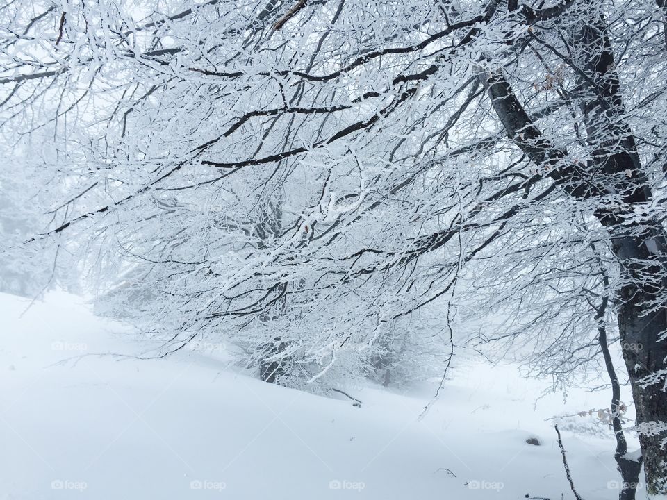 Snowy branches at winter