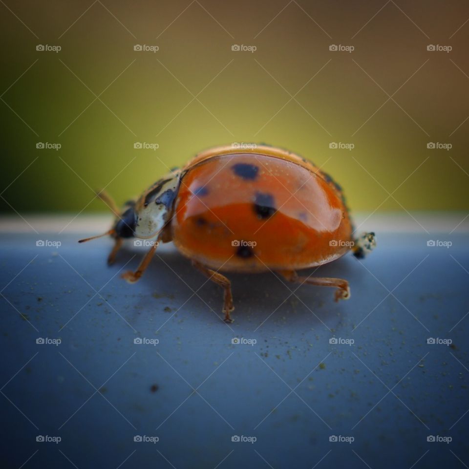 ladybug