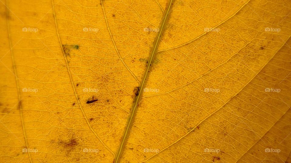 Orange leaf