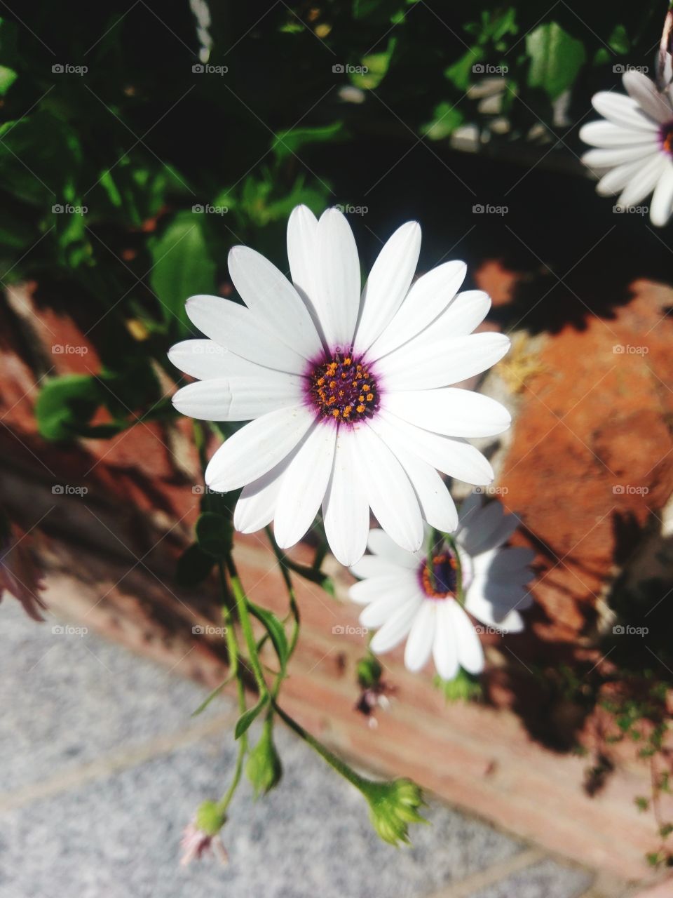 Beautiful White Flowers Garden.