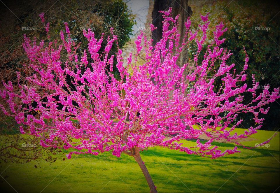 pink tree blossoms