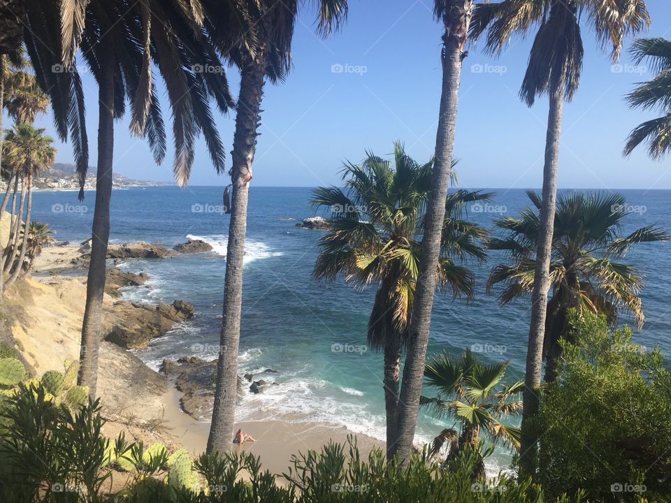 Palm trees overlooking coastline 