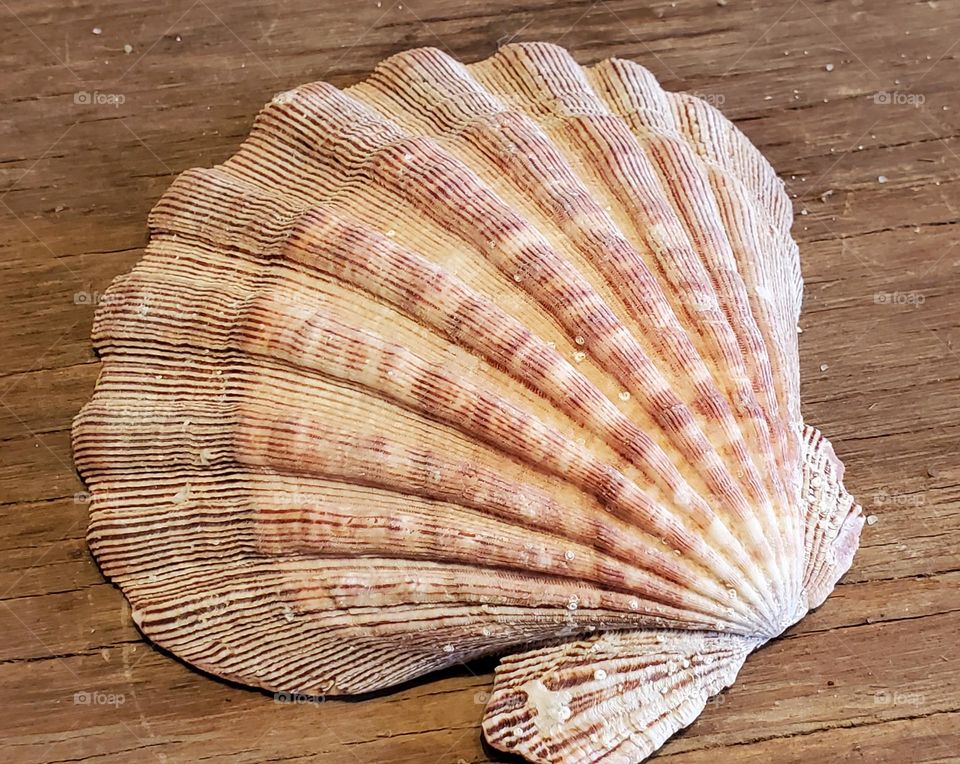 Lions Paw Scallop Shell