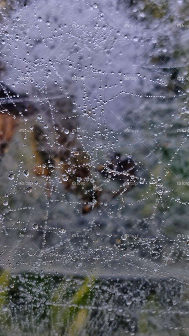 Spider web with dew drops