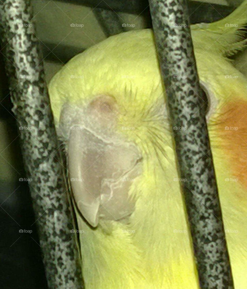 Cockatiel, if looks could kill.