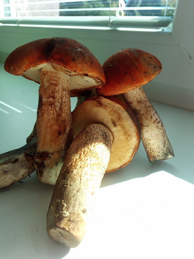 mushroom