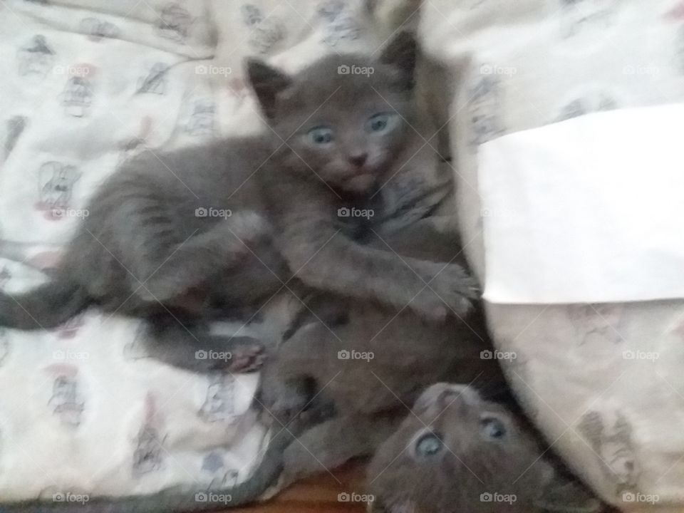 kittens