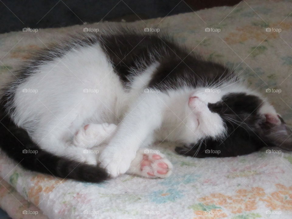 Cat, Mammal, Kitten, Cute, Pet