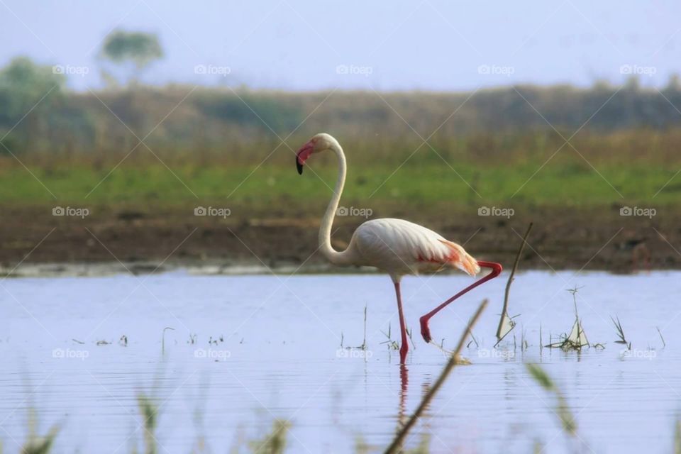Flamingo - The bird is powered by its own life and by its motivation.