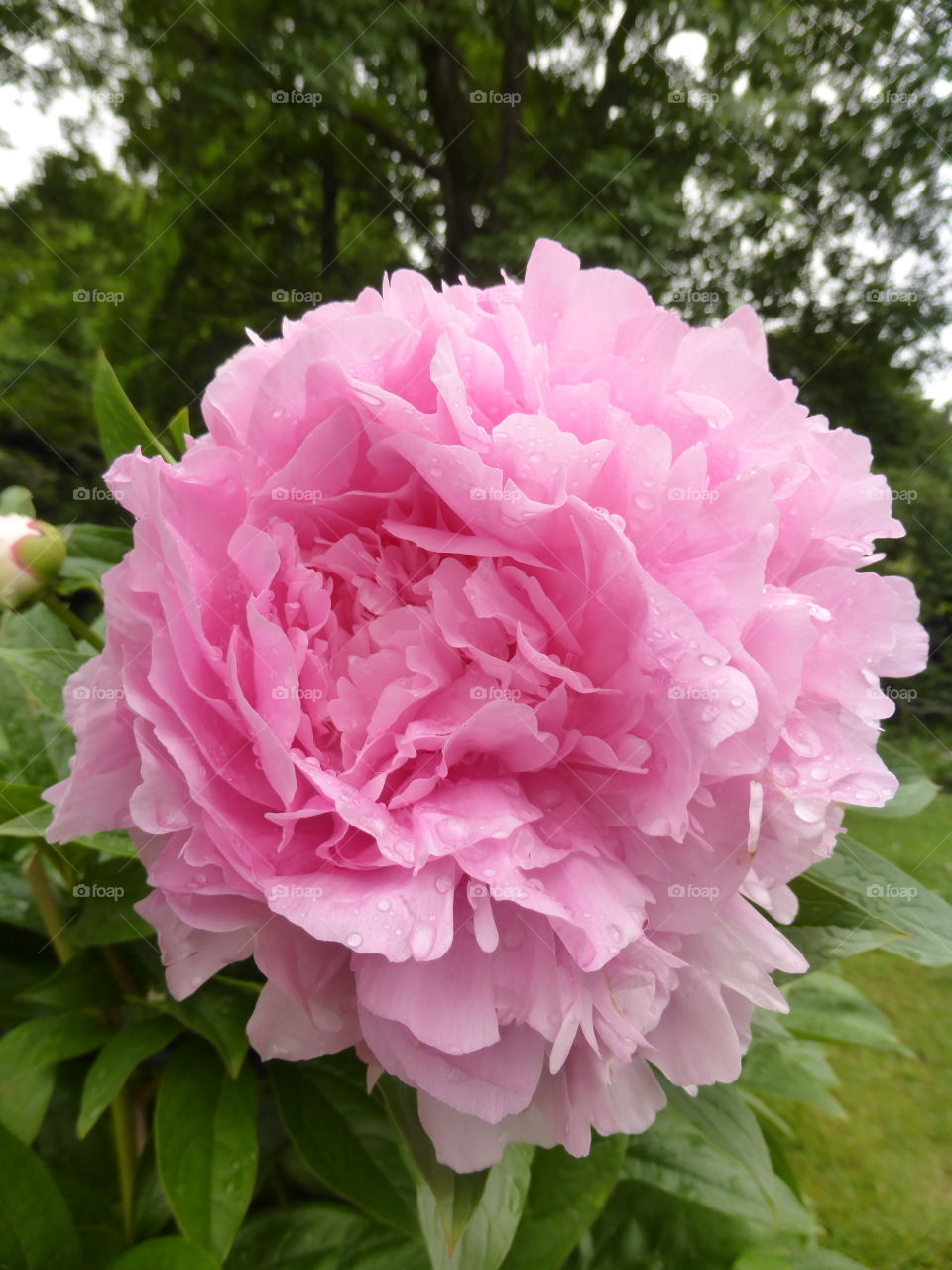 Pink peony