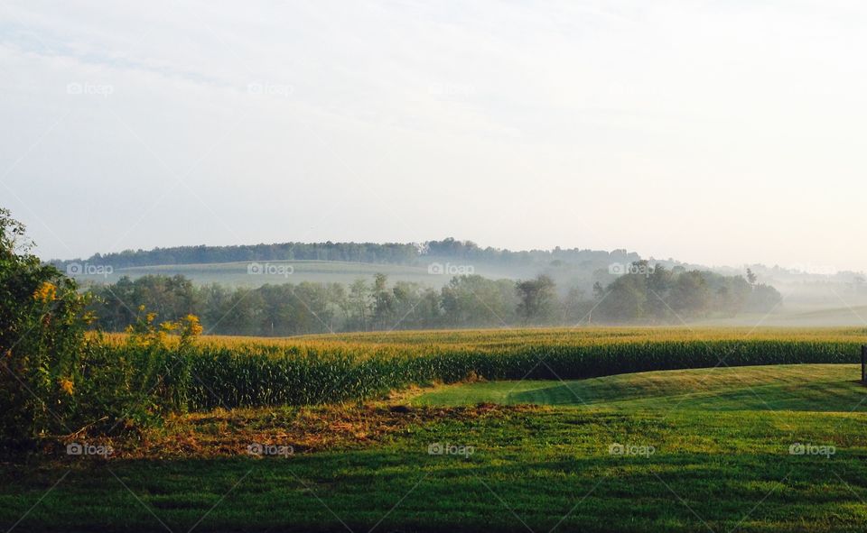 Fog on cornfield