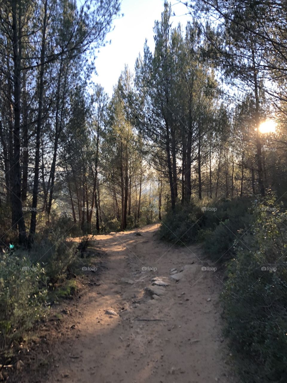 Path under forest mountain