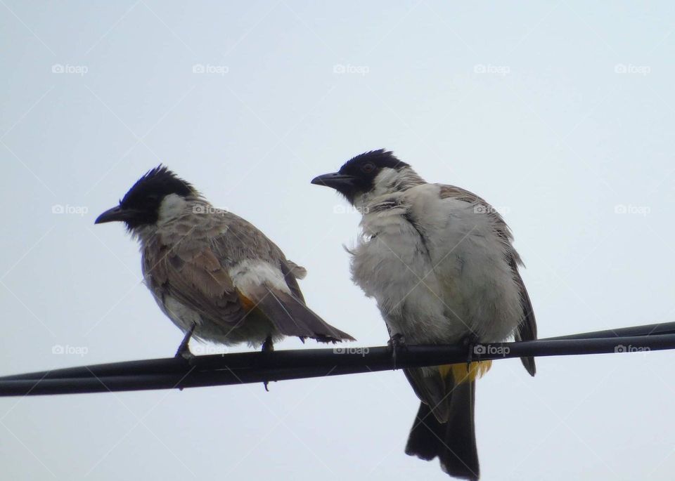 Sooty - headed bul bul . Pair for cable at the day light of wet season . Looking for many this week , as a reason of what . There's no Long - tailed shrike seen . They're all be one in size , not many different character at the field .