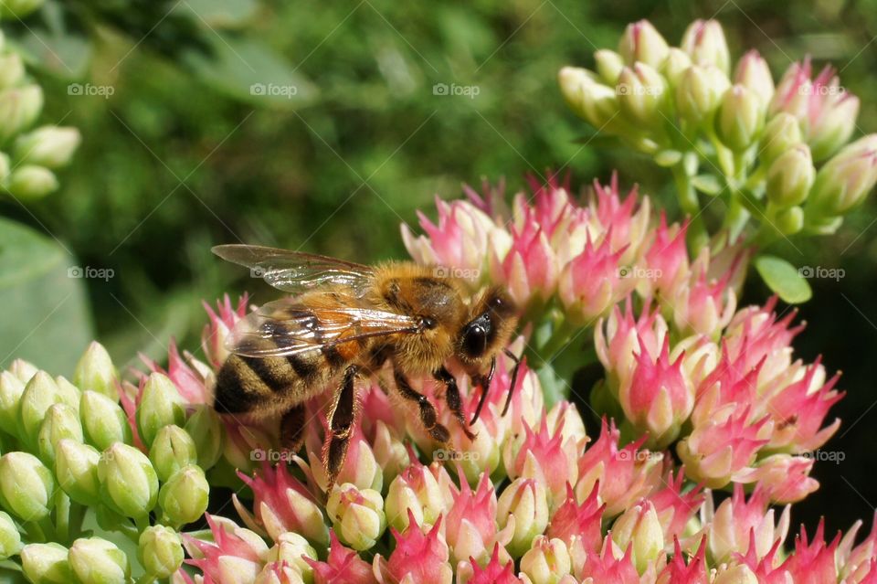 Busy bee pollinating flower