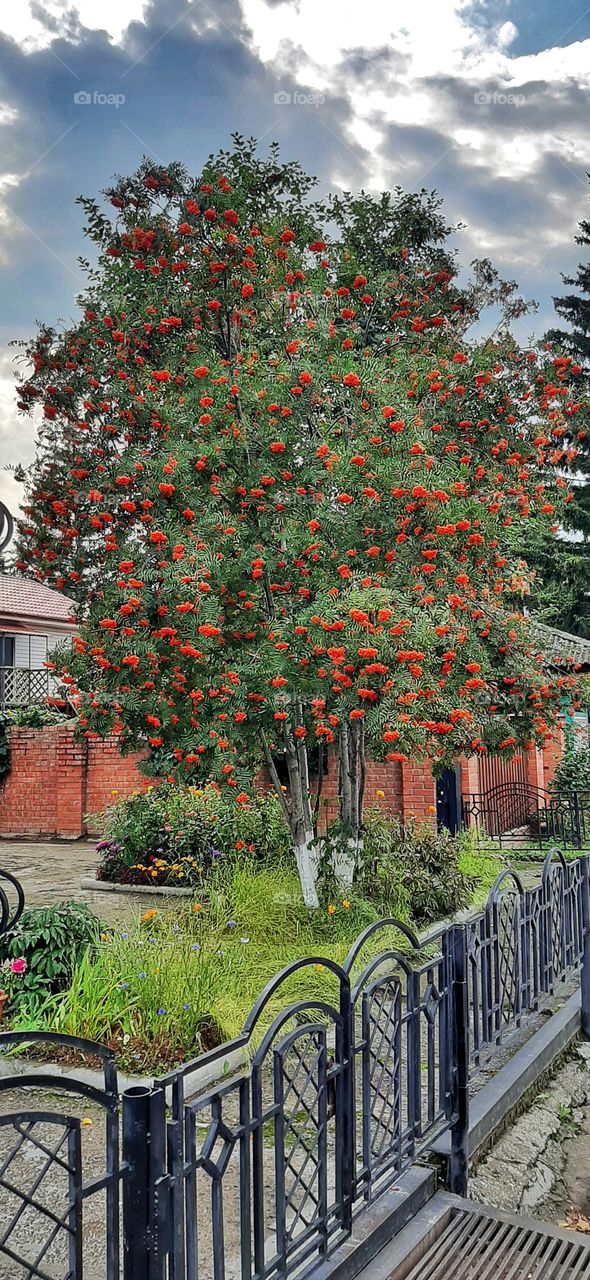 дерево красной рябины