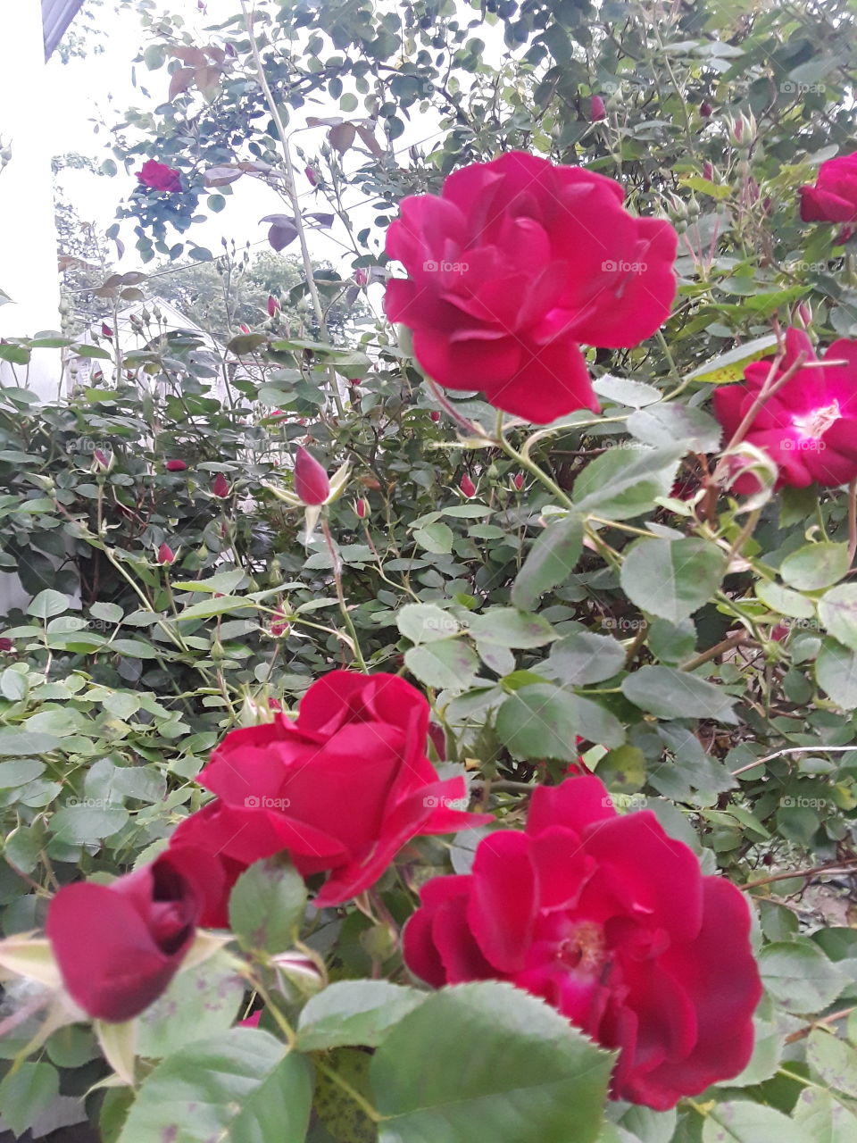 red roses