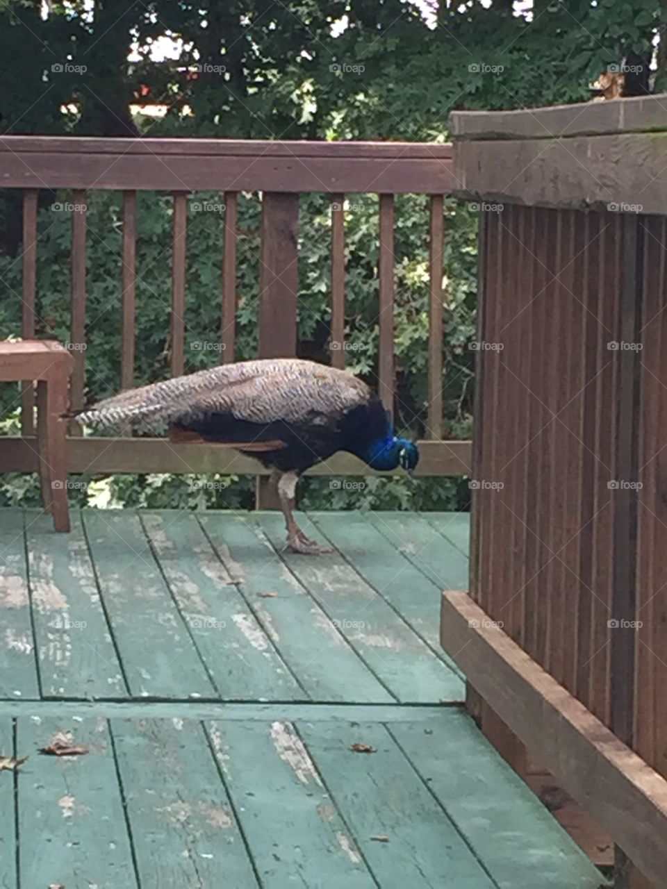 Pecking peacock 