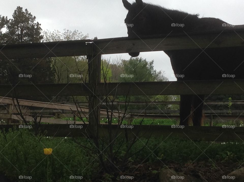 A brown horse grazing at the farm.