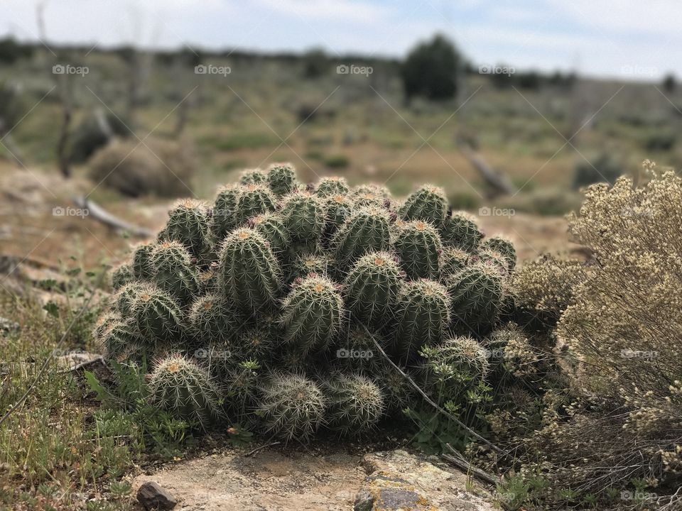 Southern Utah cactus. 