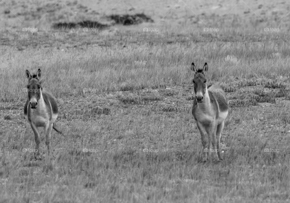 Kiangs in monochrome in Ladakh, Tso kar