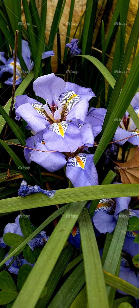 purple flowers in the winter