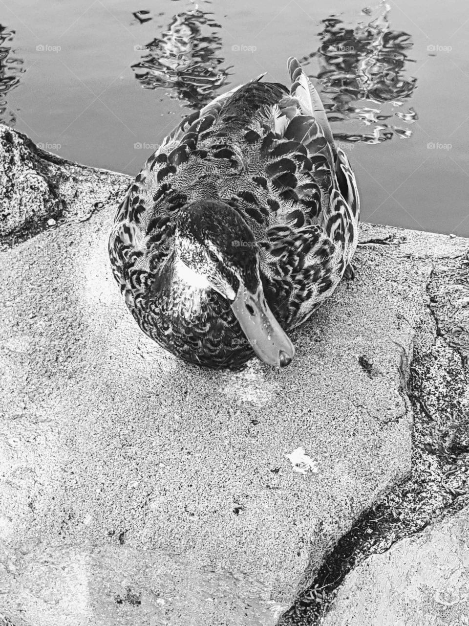 This Duck was very kind to let me get close to take photos. I thanked her as I carried on my journey.