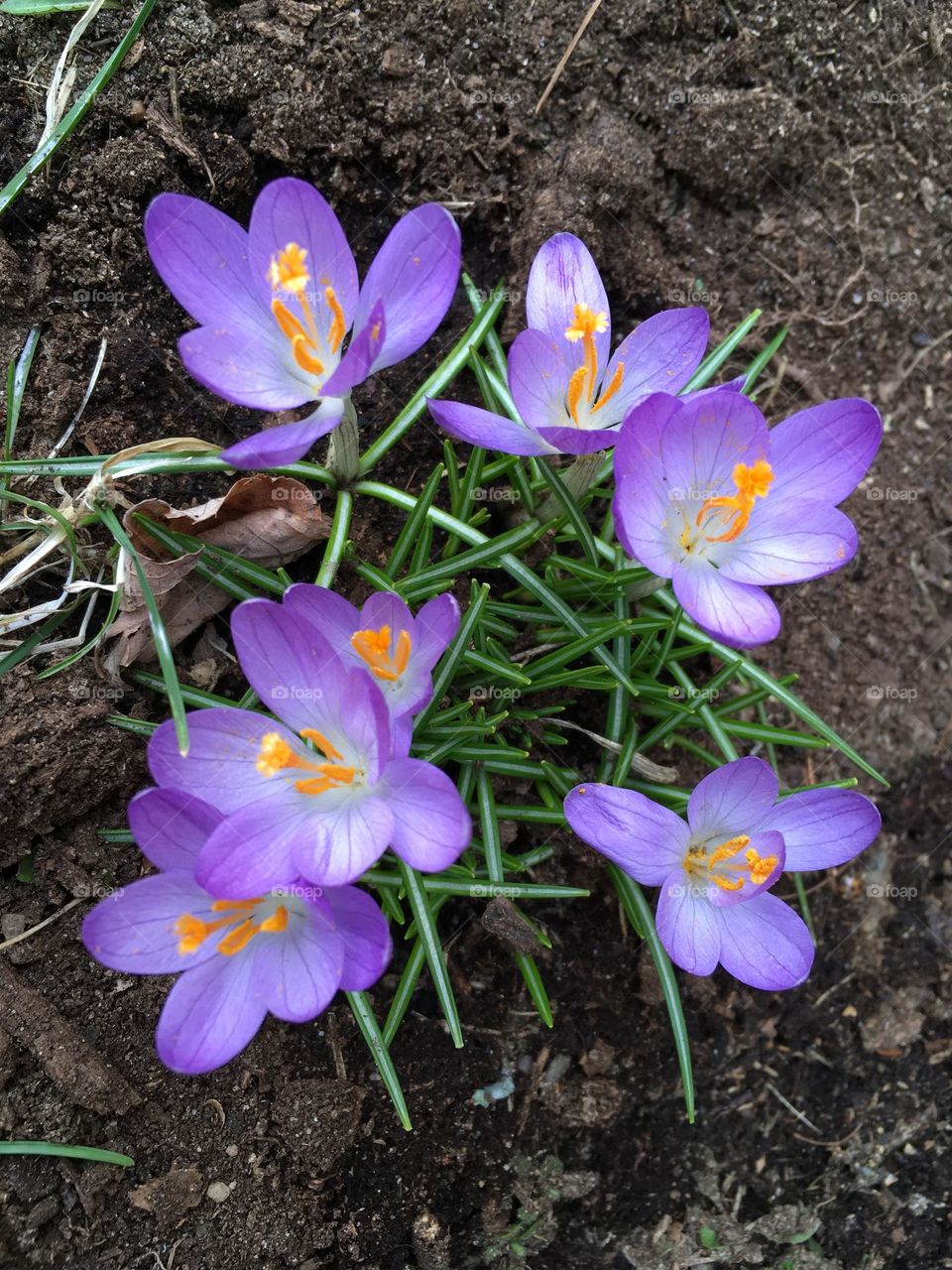 Purple Spring Blooming Crocus