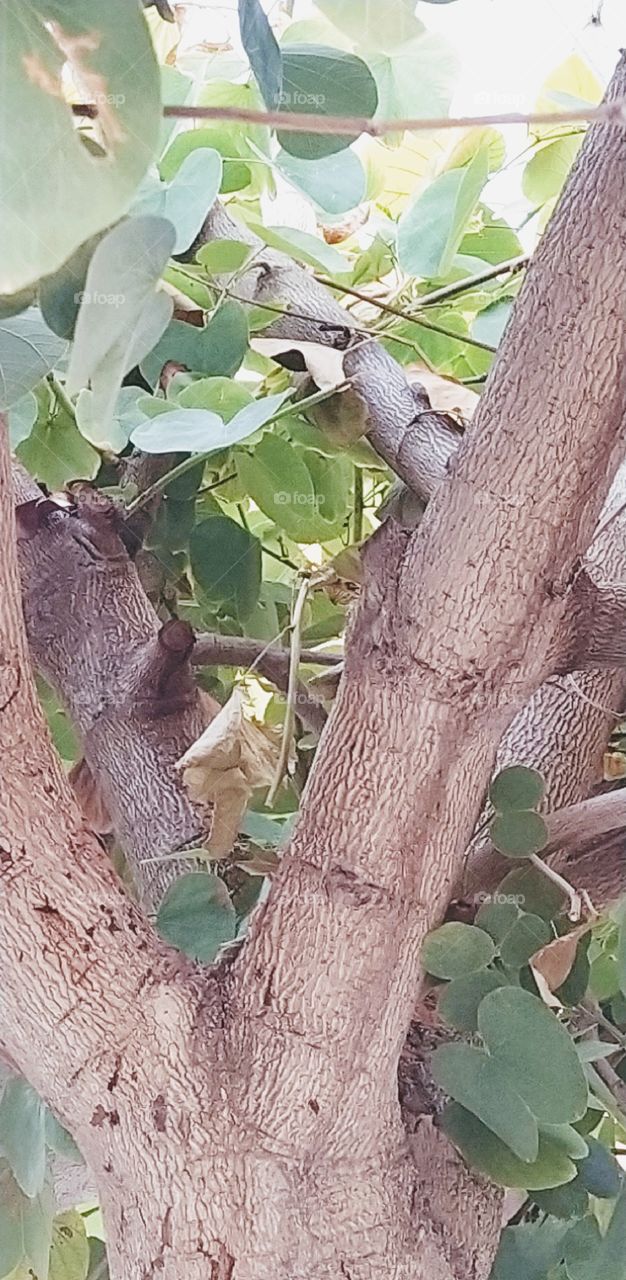 tree at forest mountains