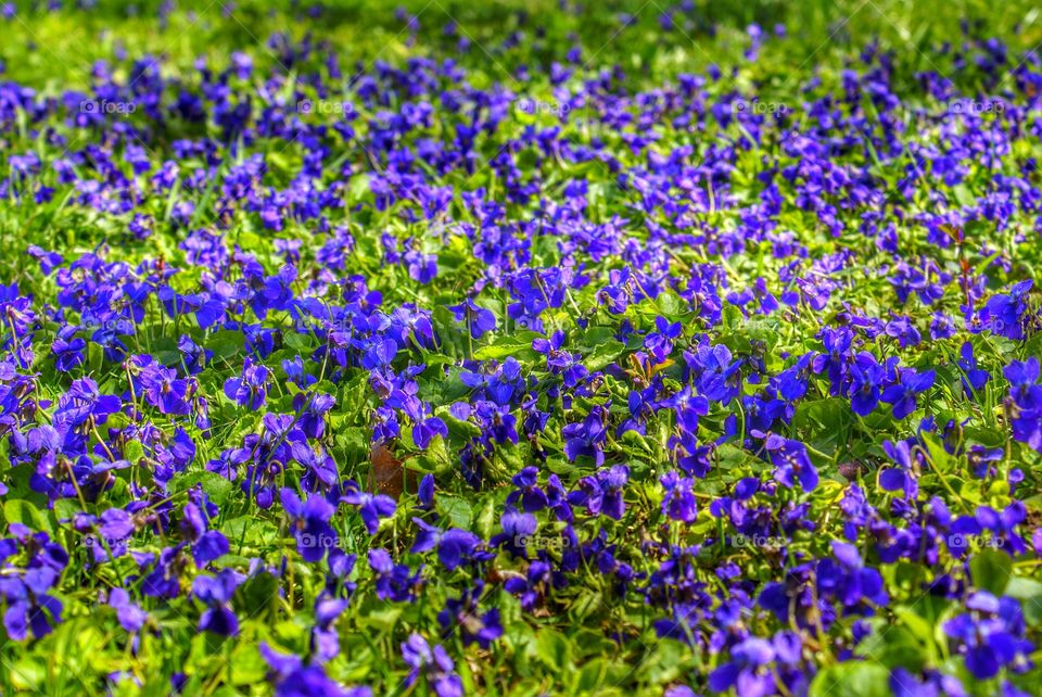 Violet flowers growing in field