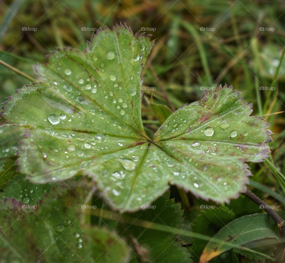 Leaves with water droplets on them
