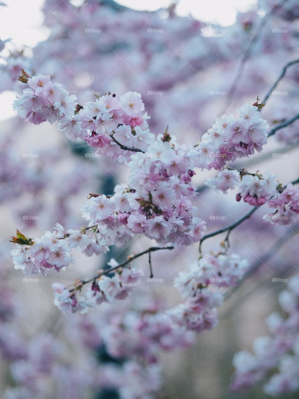 Blooming Sakura 