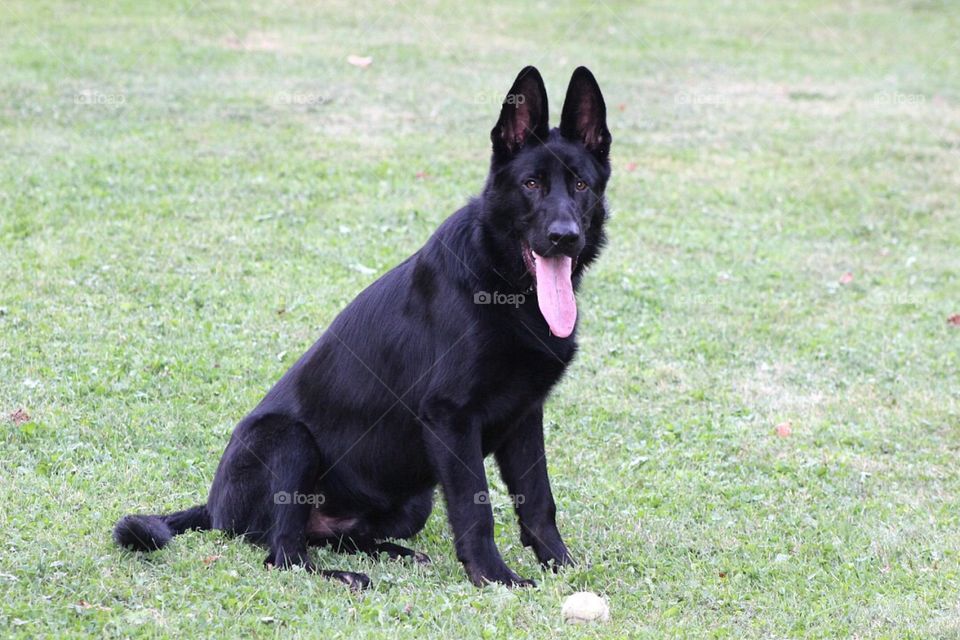 Our beautiful Shepard pup waiting patiently by his ball. 