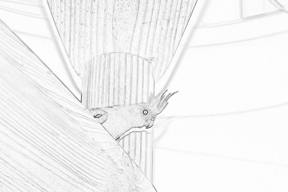 Fancy Parakeet - digital sketch