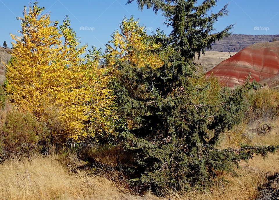 A juniper tree with lots of character amongst deciduous trees in their fall colors of yellow and gold with red and brown hills in the background on a sunny fall day in Eastern Oregon. 