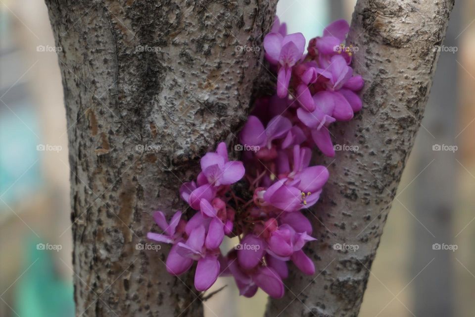 Cercis chinensis