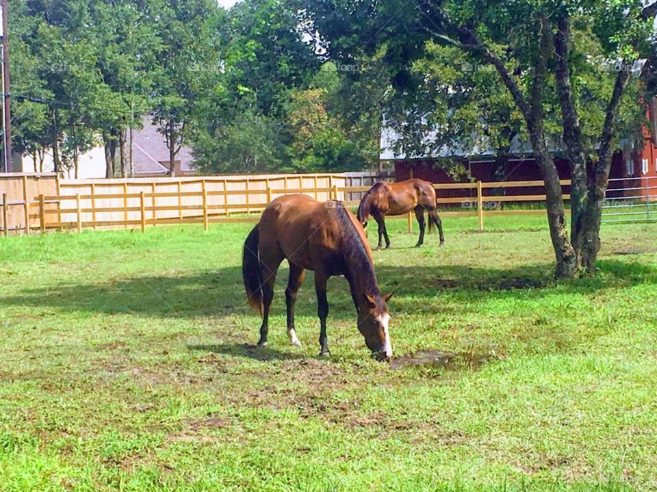 Horses on a farm in Texas