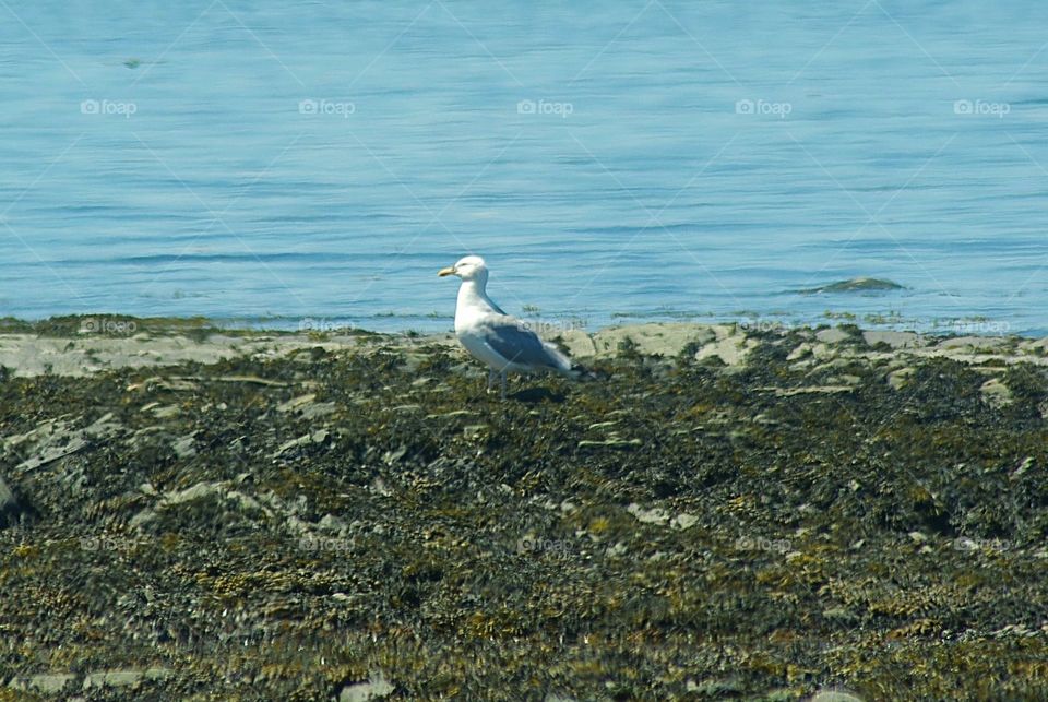 Bbird on the shore of the St-Lawrence River, QC Canada