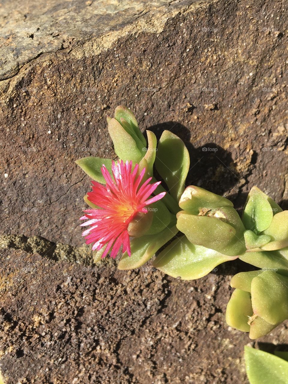 Succulent flower blooming 