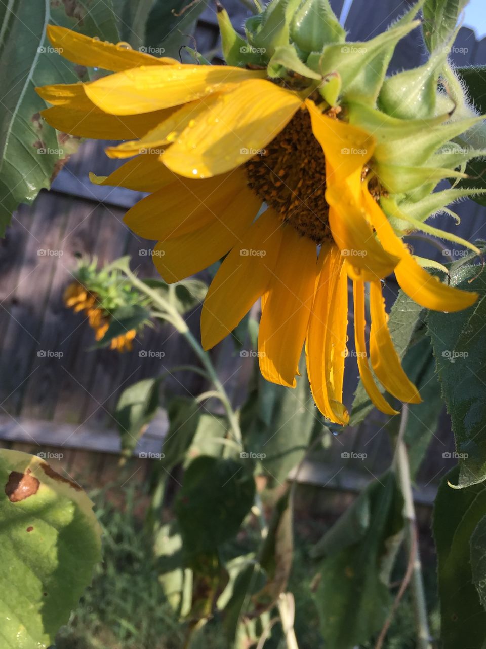 Sunflower