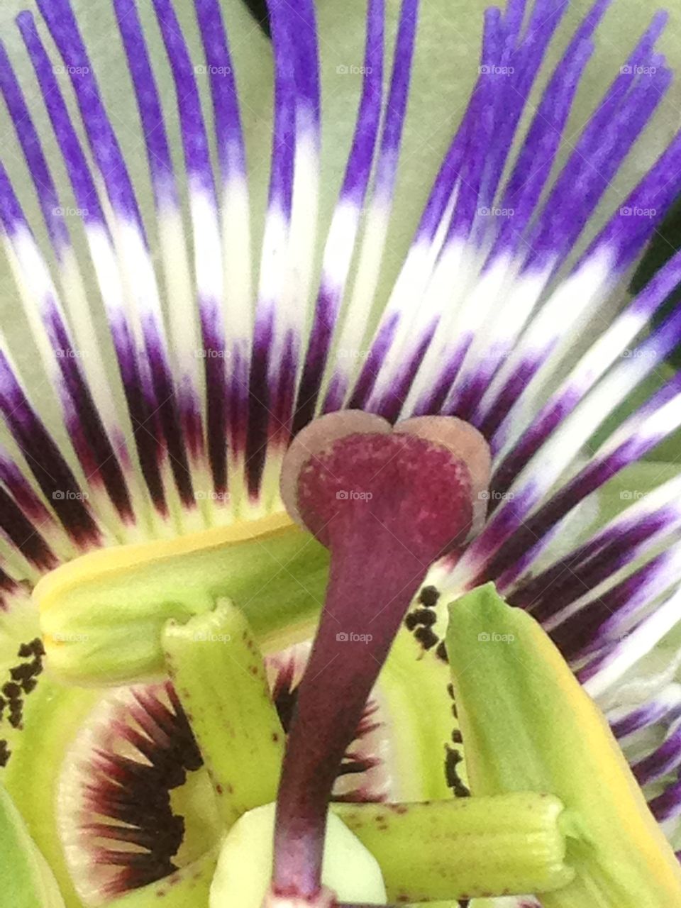 Passion flower