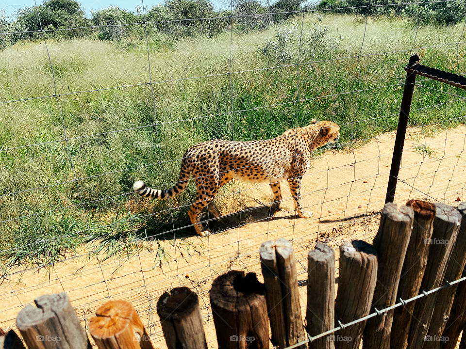 A cheetah standing next to a fence in a conservancy park.