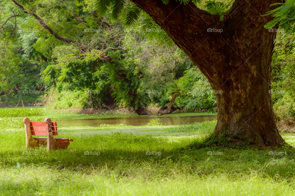 Red color bench in the autumn park. Single wooden park bench in a lush green botanical garden on tree background. ( Kolkata, India )