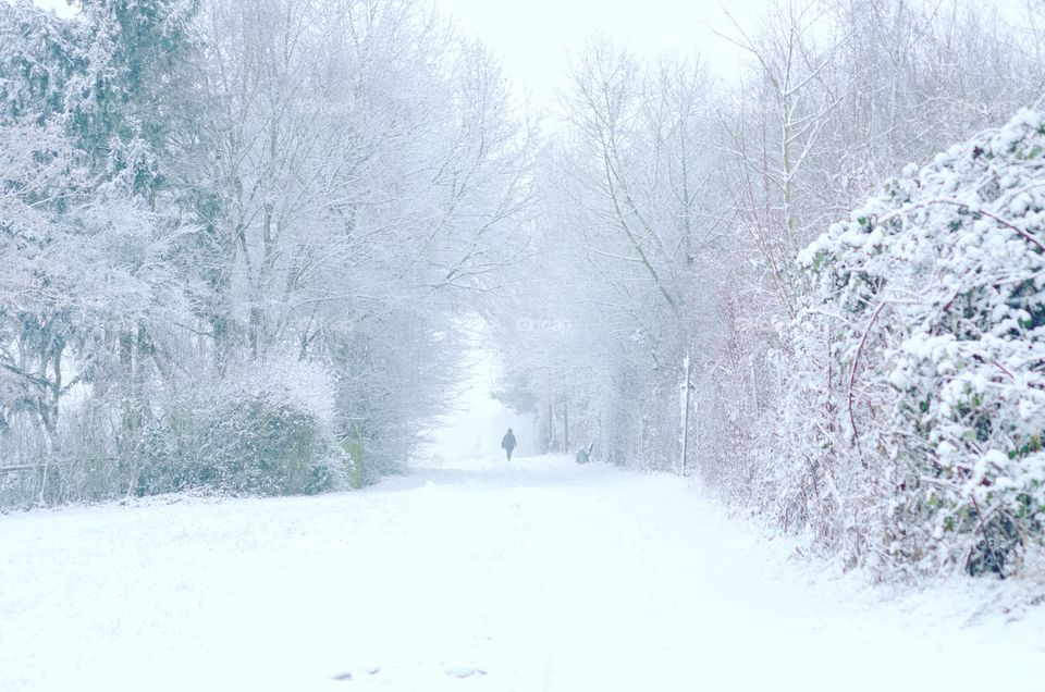 Forest walkway during heavy snowfall in winter