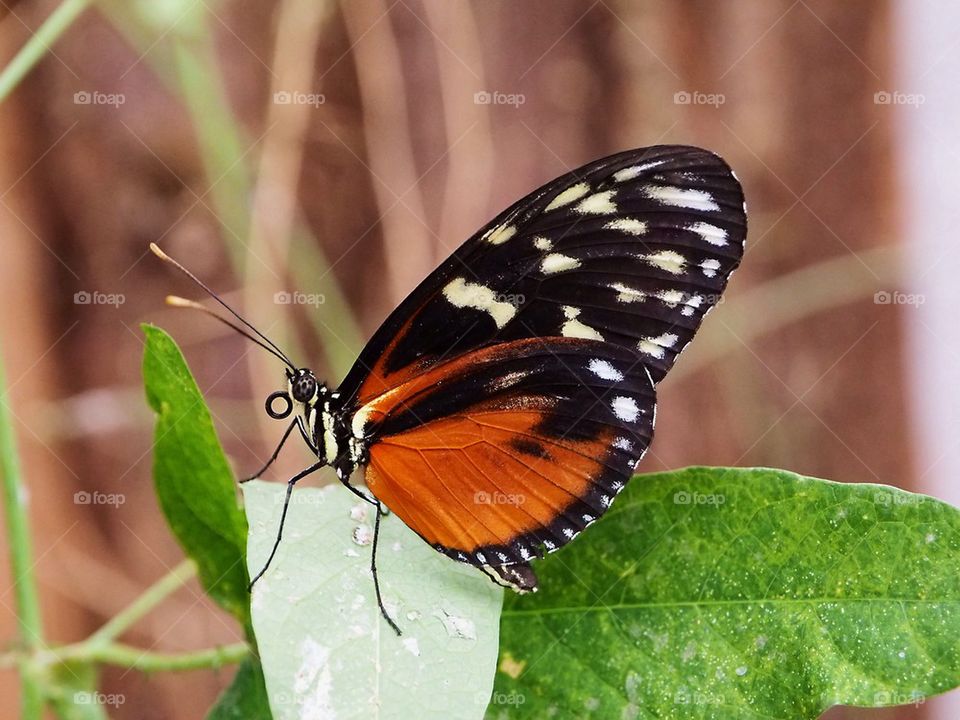 Butterfly on green leaf