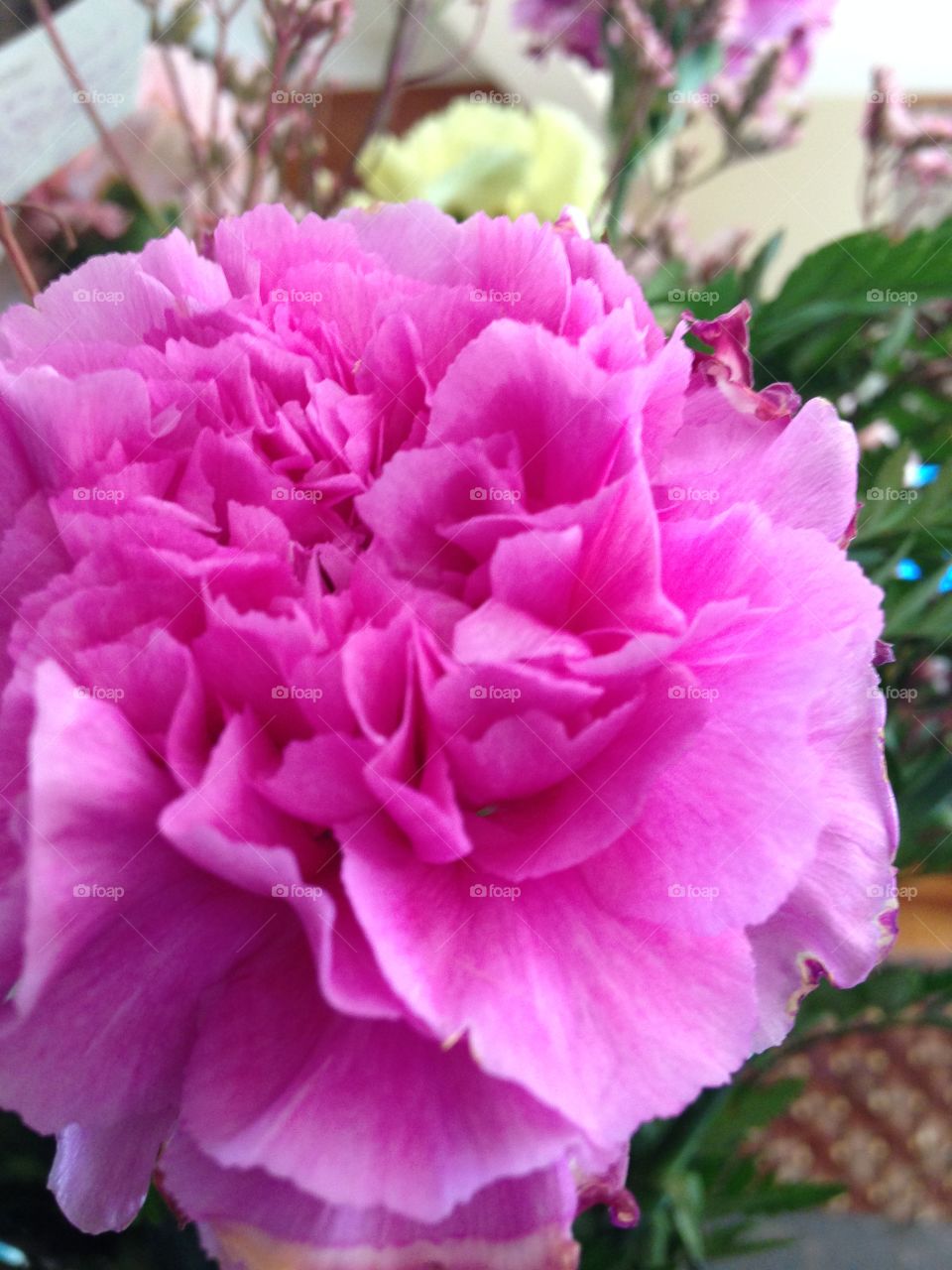 Pink carnation 