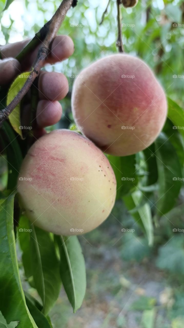 shaftoli peach