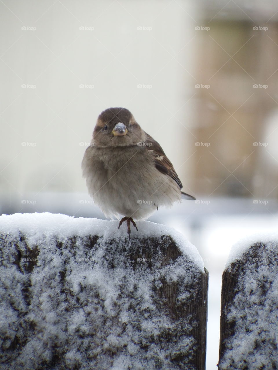 sparrow standing on one foot on a snowy fence.