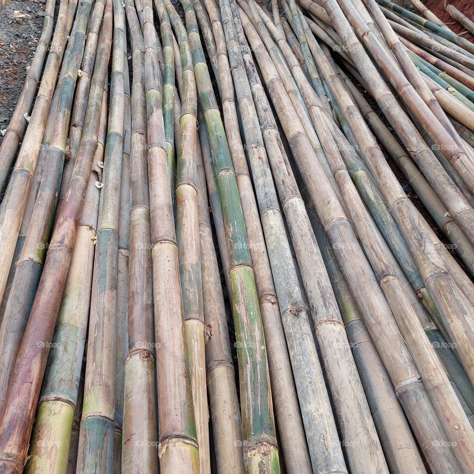 bamboo that has been harvested to make poles and build houses