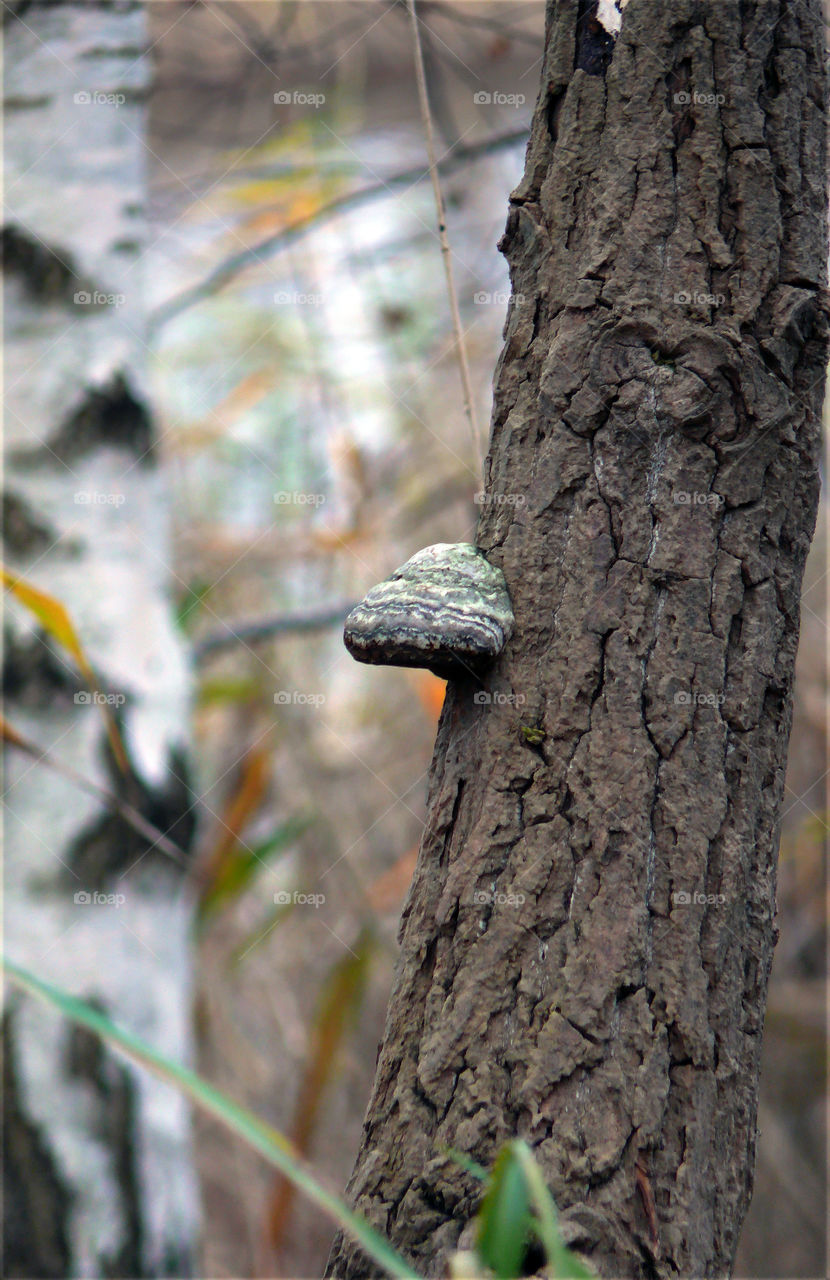 Close-up of mushroom growing out of tree trunk in Zehdenick, Germany.